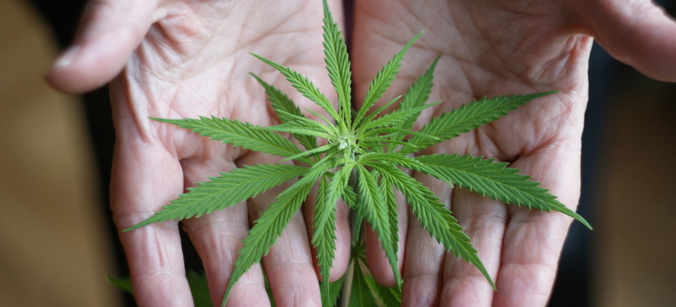 Person hält Cannabis-Pflanze in den Händen.