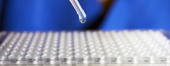 Pipette tropft Stammzellen Forschungsflüssigkeit in PCR Platte von Ärzten