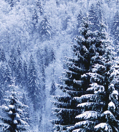 Wald; mit Schnee bedeckte Bäume