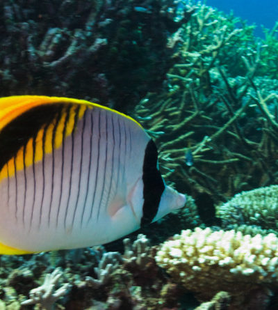 Fähnchen-Falterfisch, Great Barrier Reef