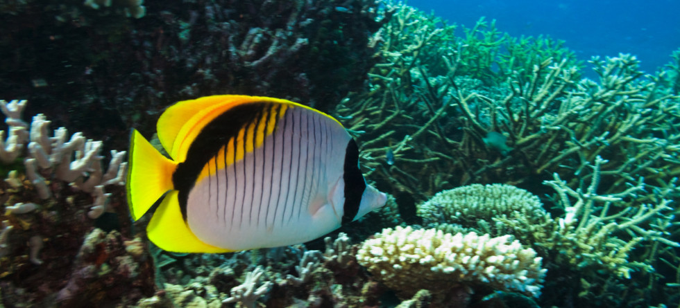 Fähnchen-Falterfisch, Great Barrier Reef