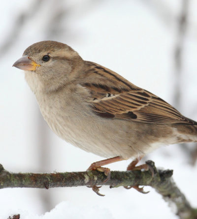 Spatz auf einem Ast