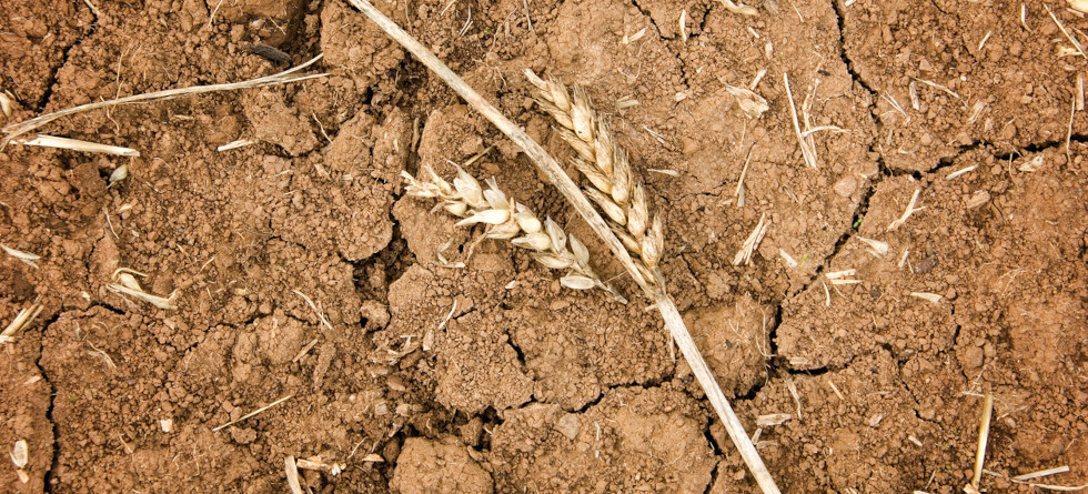 Getreide auf dürrem Boden