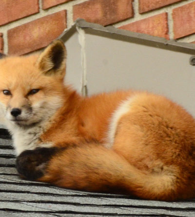 Fuchs liegt auf einem Dach im städtischen Raum.