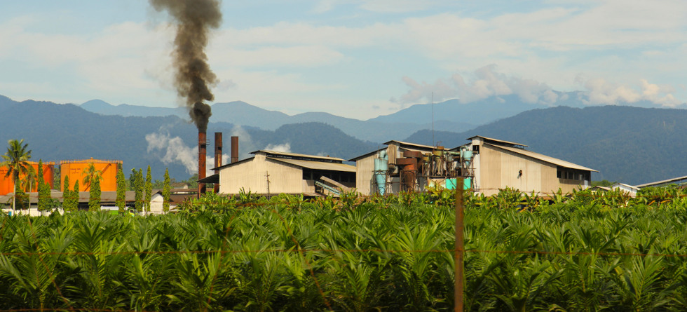 Palmöl-Plantage und Fabrik