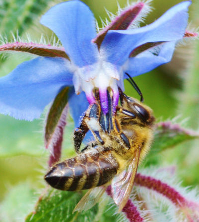 Biene bei Bestäubung