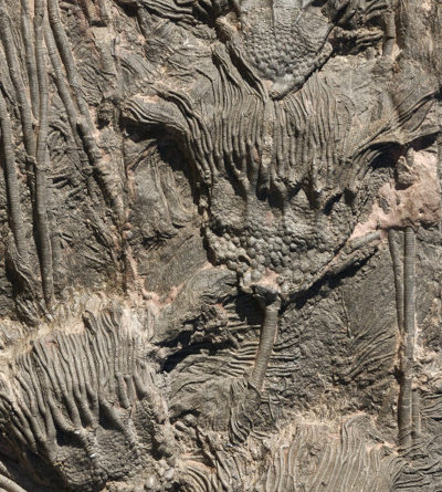 Fossil