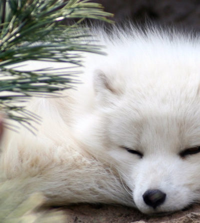 Polarfuchs