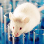 Weiße Labor-Ratte steht auf Reagenzgläsern
